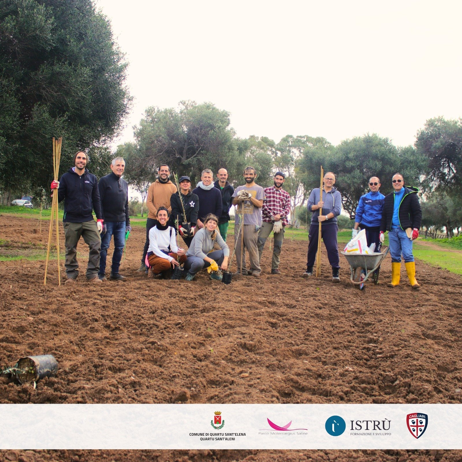 Quartu, lavoro nei campi per i disoccupati: piantati 80 ulivi nell’oasi di Molentargius