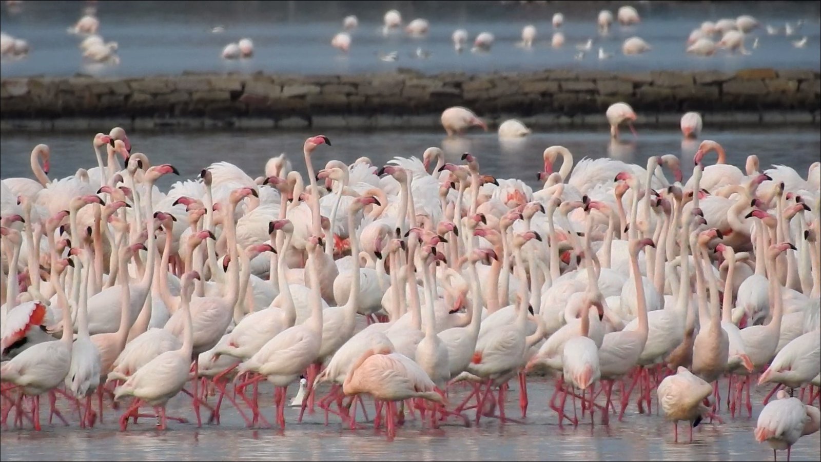 Cagliari, Molentargius paradiso degli uccelli: 140 specie censite nel parco