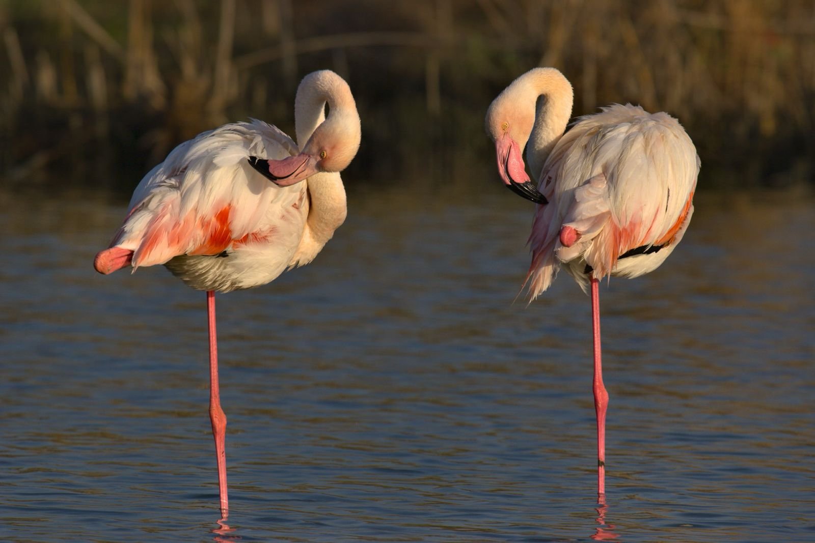 Tra fenicotteri e natura, “Ali sullo stagno” del fotografo Francesco Piga racconta il Parco di Molentargius
