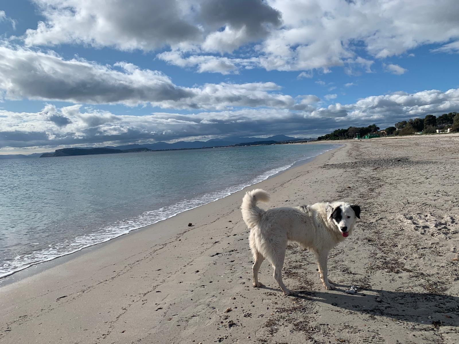 La spiaggia cani del Margine Rosso spostata di qualche metro per conciliare benessere animale e tutela ambientale