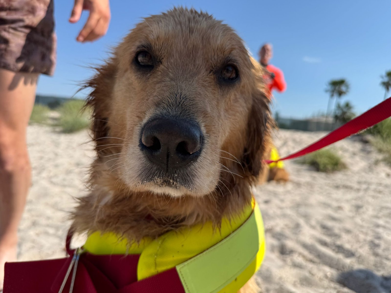 Inaugurata al Margine Rosso Zampe Quartesi Beach, l'area cani raggiungibile dal Poetto o da via Ponente