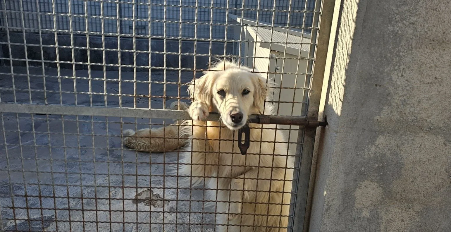 Cane libero o abbandonato? “Guardate bene prima di chiamare condannandolo al canile”, l’appello della Lida