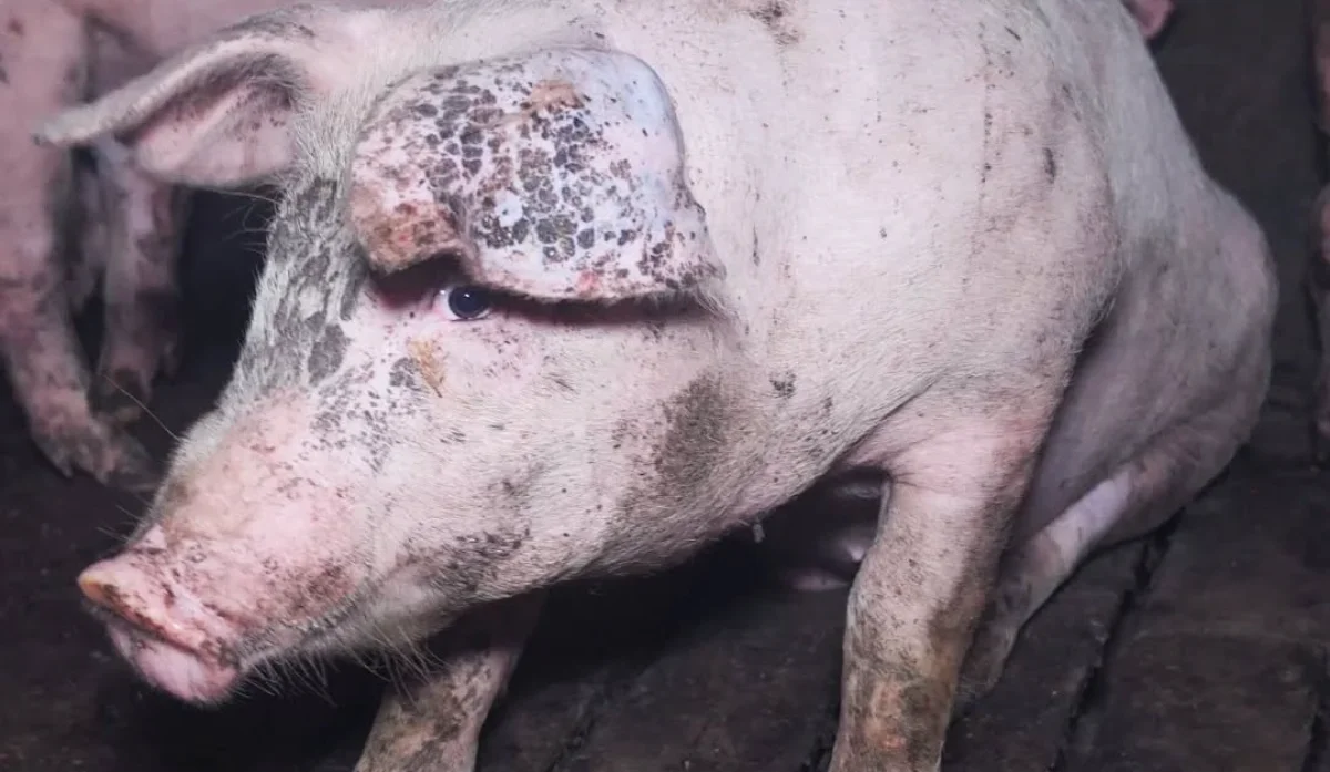 Allevamento di maiali nel Sassarese, il Tar conferma lo stop: la vittoria dei cittadini e della Lav