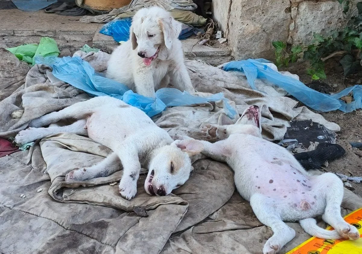 Ennesima cucciolata abbandonata: ricoperti da zecche e parassiti, lottano per sopravvivere alla Neospora