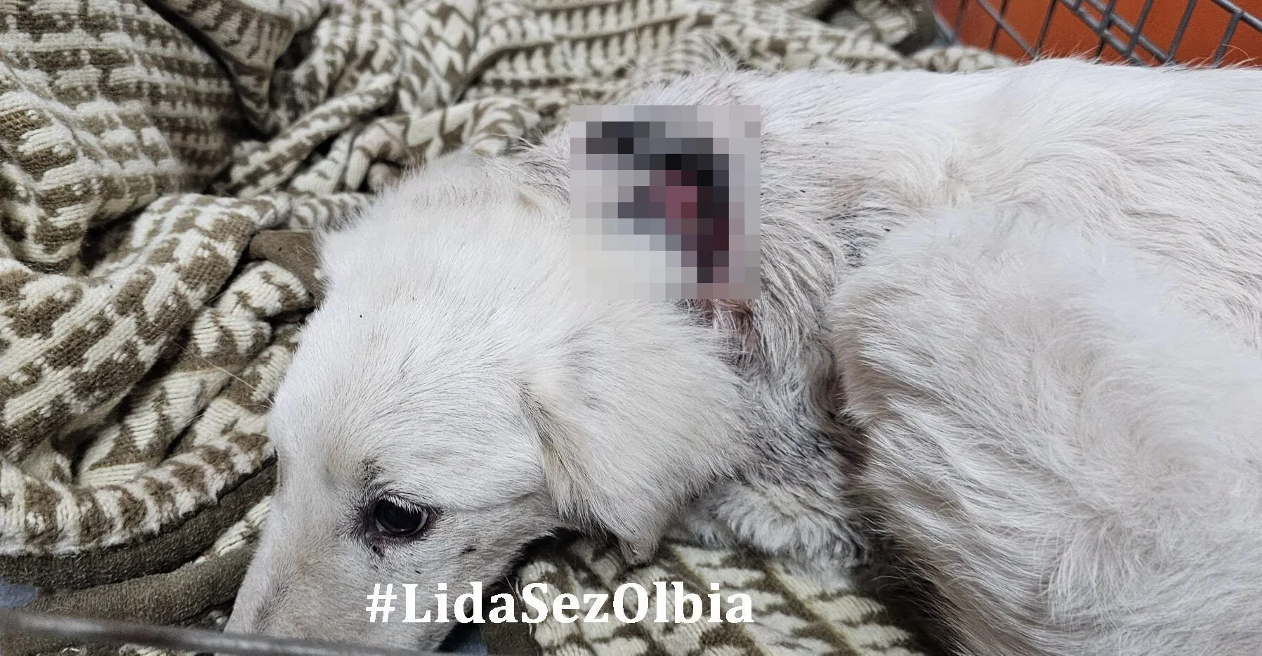Recuperata con una profonda ferita al collo piena di vermi: l’ennesimo cane da pastore trovato in fin di vita