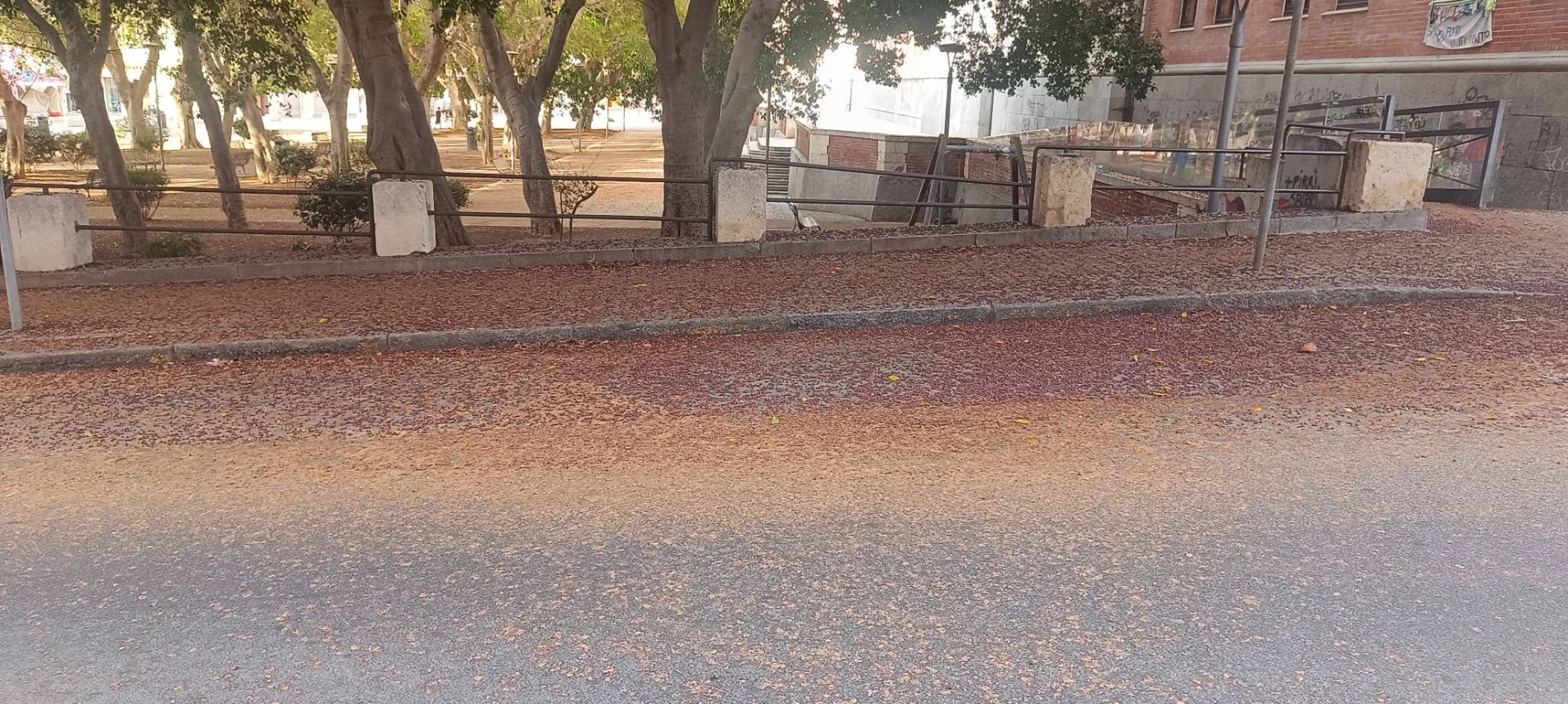Piazza Garibaldi invasa dalla bacche marce dei ficus: una poltiglia killer “scivolosissima e putrida”