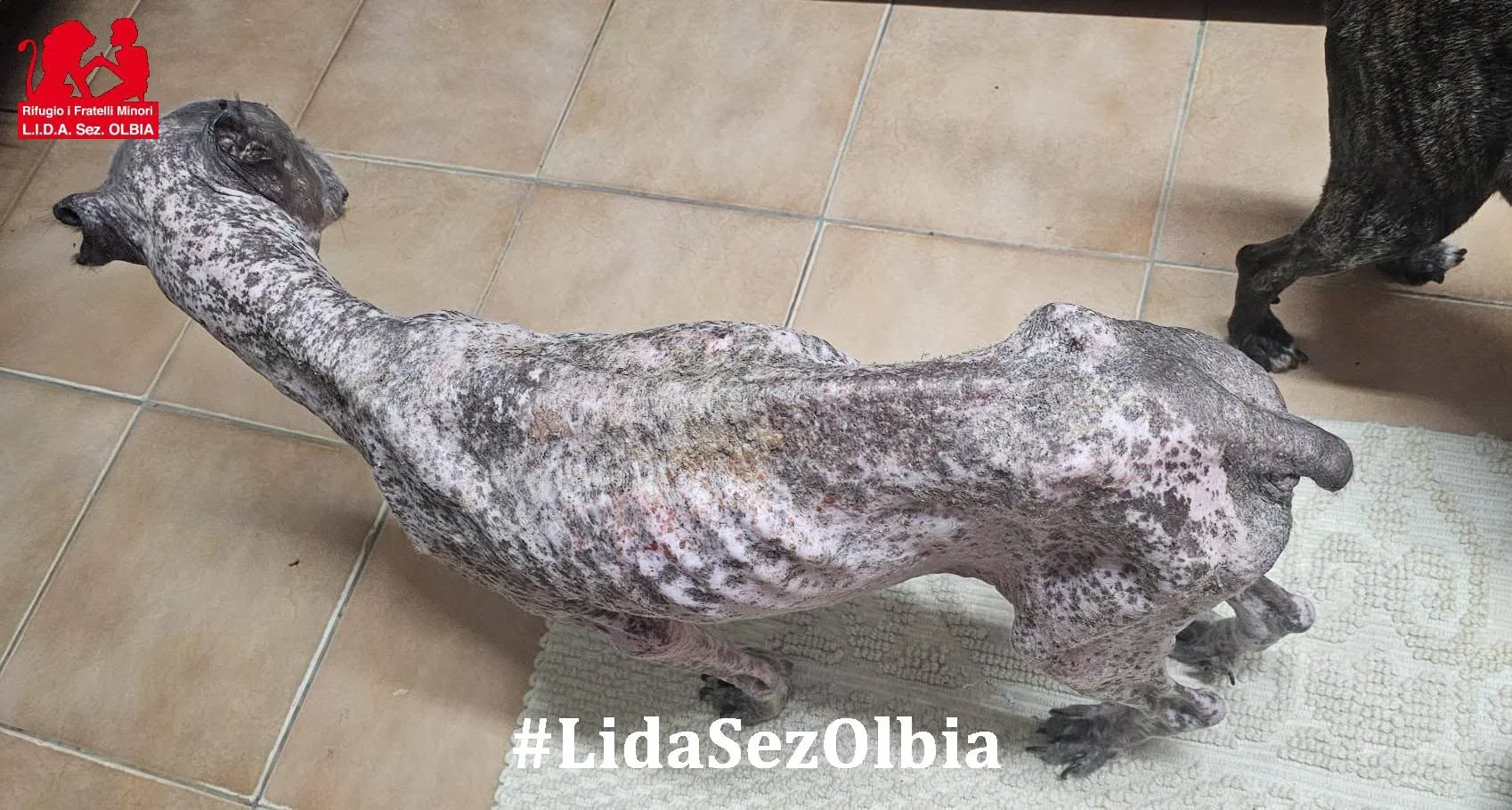 “Ne abbiamo viste tante, ma un inferno così mai”: Iris, mutilata e ridotta a uno scheletro, lotta per la vita