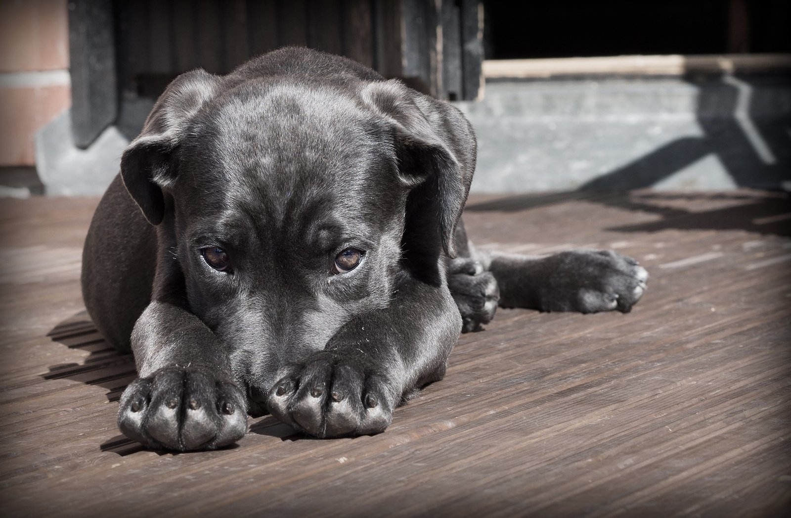 Il Sindaco Milia firma un'ordinanza per la tutela animale: misure cautelative per difenderli dalle ricorrenti ondate di calore