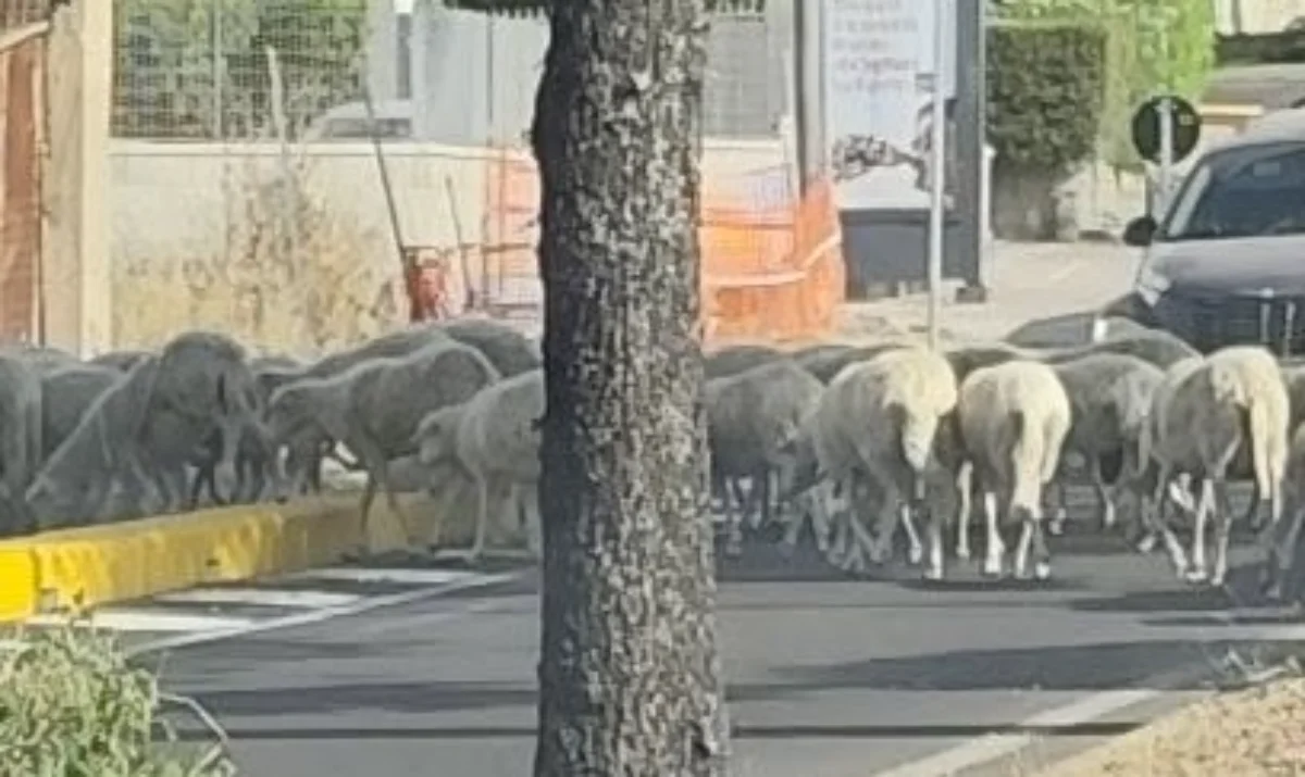 Cagliari, Mulinu Becciu, “finalmente la pista ciclabile viene utilizzatala”…ma da un gregge di pecore