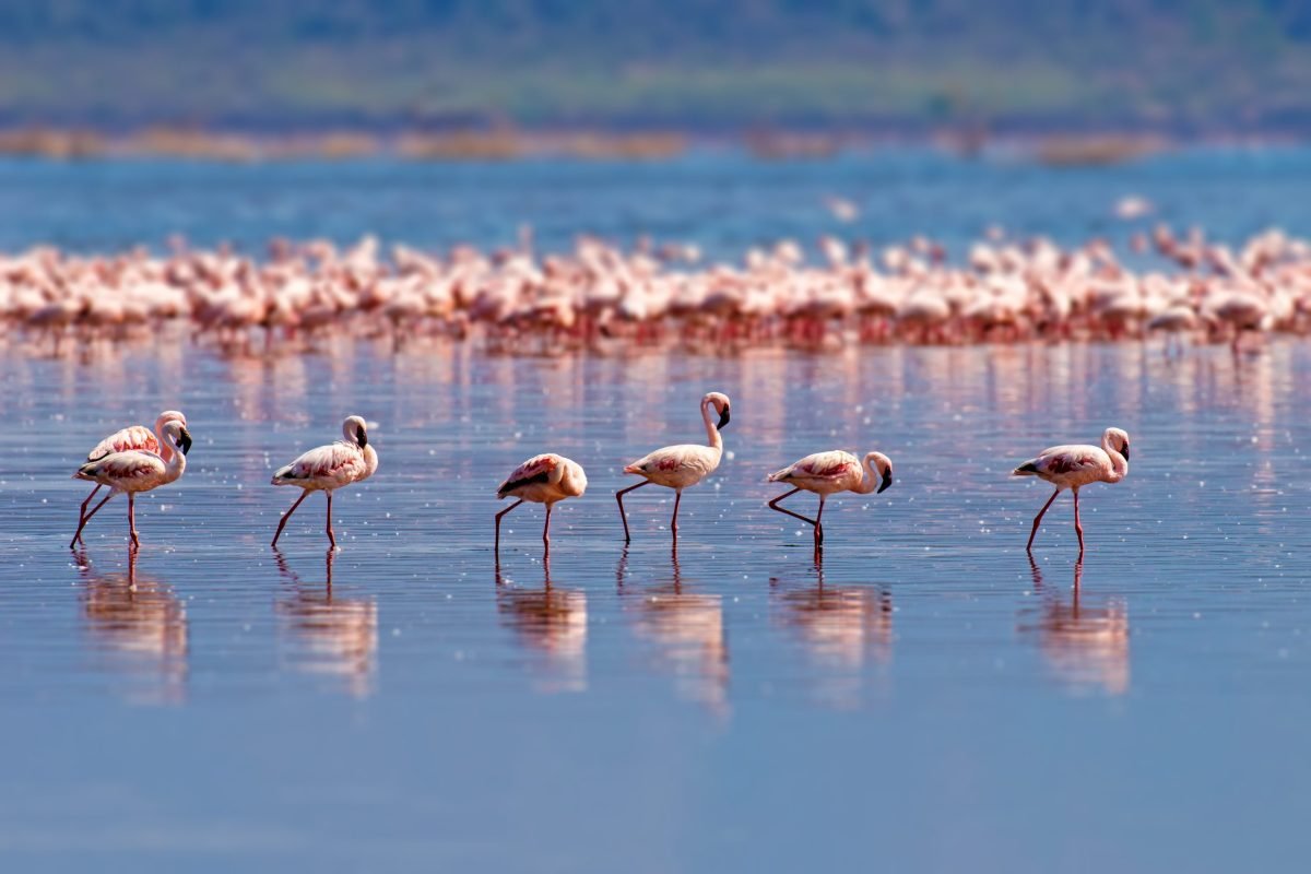 Il segreto dei fenicotteri rosa: dalla nascita grigiastra al miracolo del piumaggio rosa. Perché hanno questo colore?