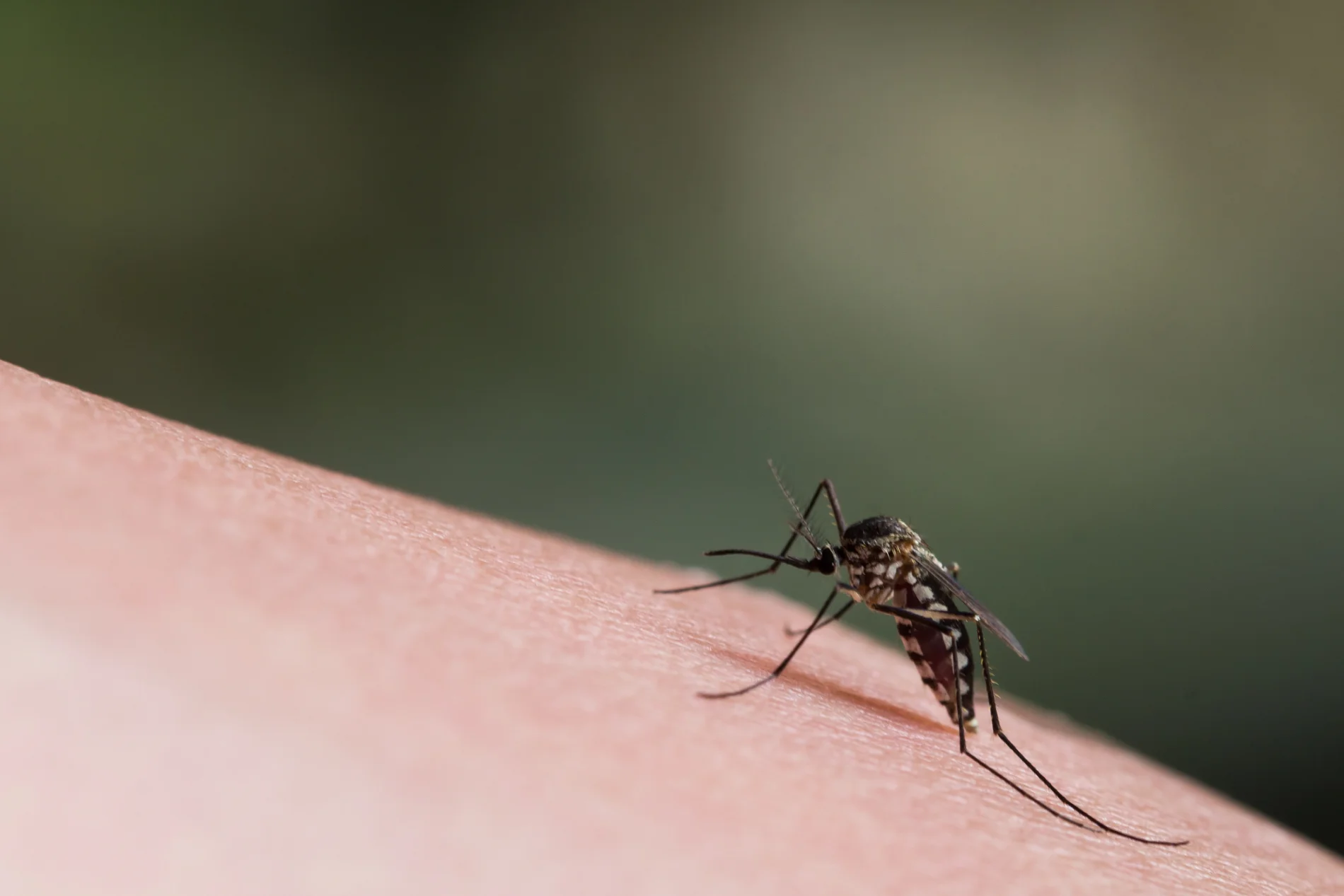 West Nile a Cagliari: virus nelle zanzare all’Orto Botanico e a San Michele