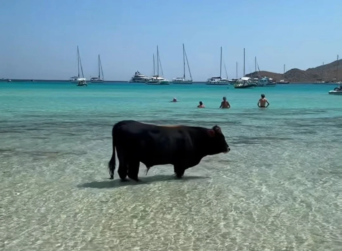 Cala Zafferano, un toro arriva in spiaggia e inizia a passeggiare tranquillamente in acqua tra i turisti