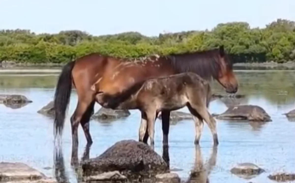 Sull’Altopiano della Giara è il tempo delle ultime poppate: i puledrini crescono ma vogliono ancora il latte materno – VIDEO