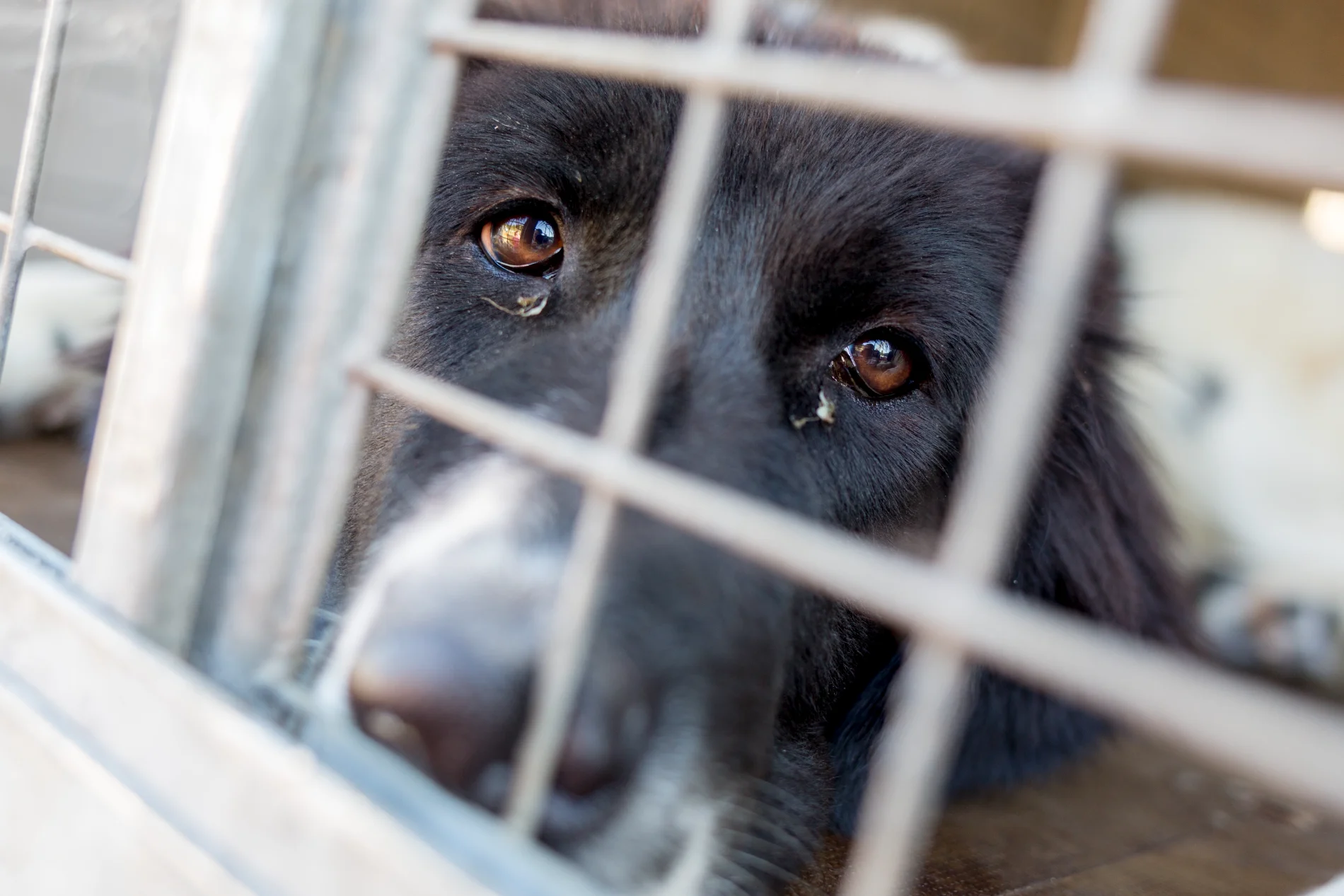 Svolta contro il randagismo in Sardegna: dalla Regione 1,5 milioni per le sterilizzazioni di cani e gatti