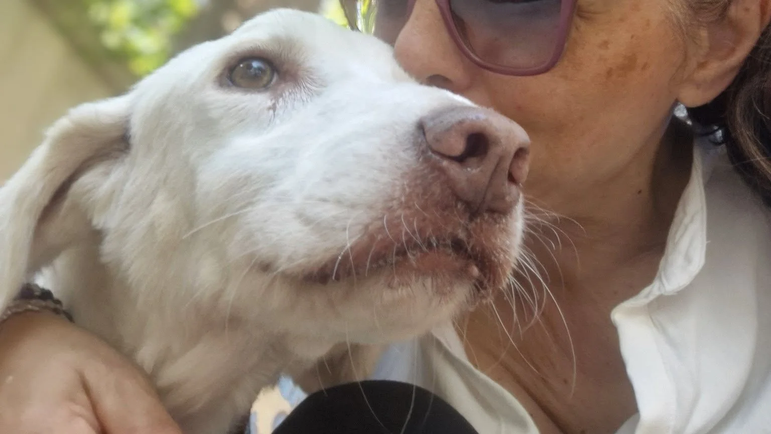 Da un canile lager al rifugio: la dolcissima Nonna Melody aspetta ancora che qualcuno la scelga