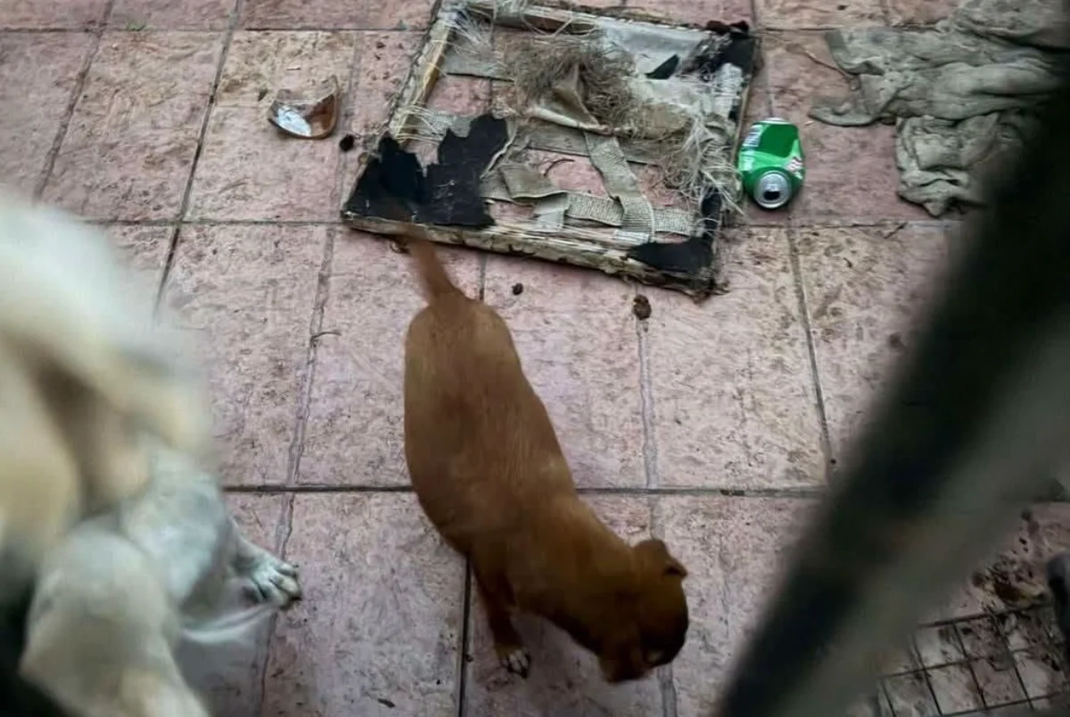 (FOTO) Turisti polacchi in viaggio di nozze segnalano la situazione di alcuni cani a Uta: la denuncia solo dopo l’intervento di Enrico Rizzi