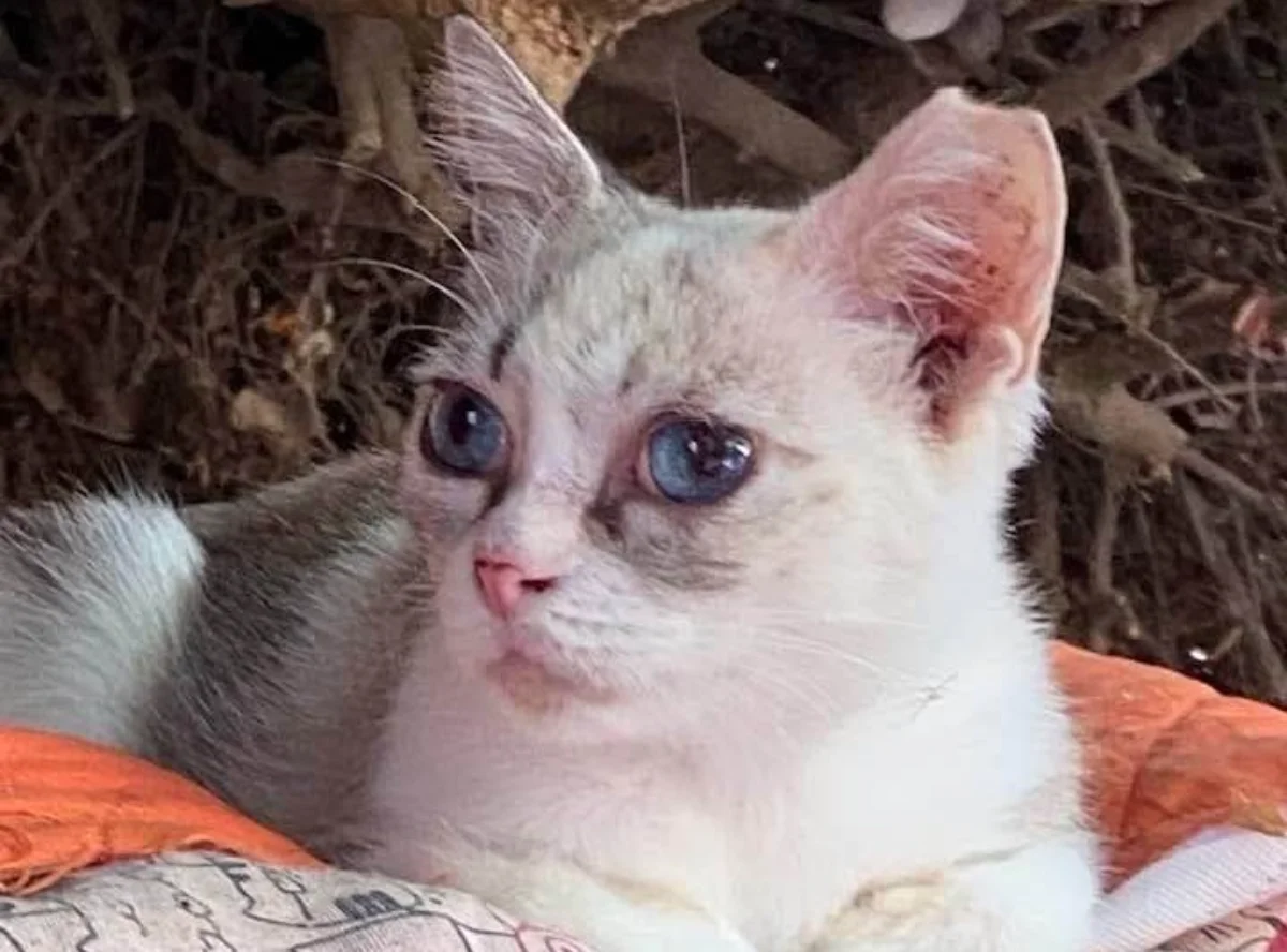 Addio ad Alice, la gatta mascotte dei Giardini Pubblici di Cagliari, amata da tutti i visitatori