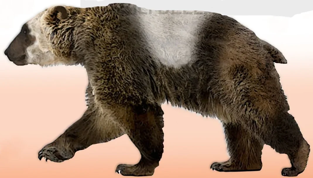 Il “panda” preistorico della Sardegna: scoperto il più antico carnivoro fossile dell’Isola