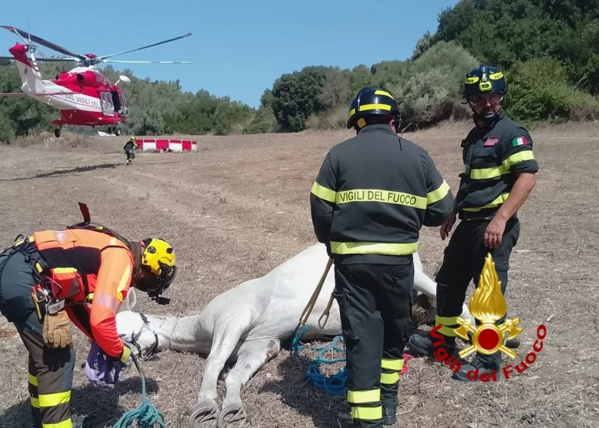 Precipita in un canale profondo oltre 2 mt: cavallo salvato dai Vigili del Fuoco ad Ales