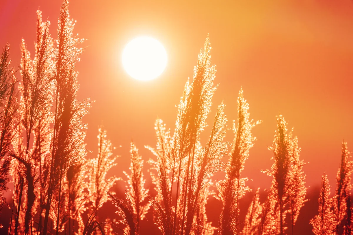 Sardegna, nuova fiammata di caldo: da mercoledì temperature oltre i 40 gradi