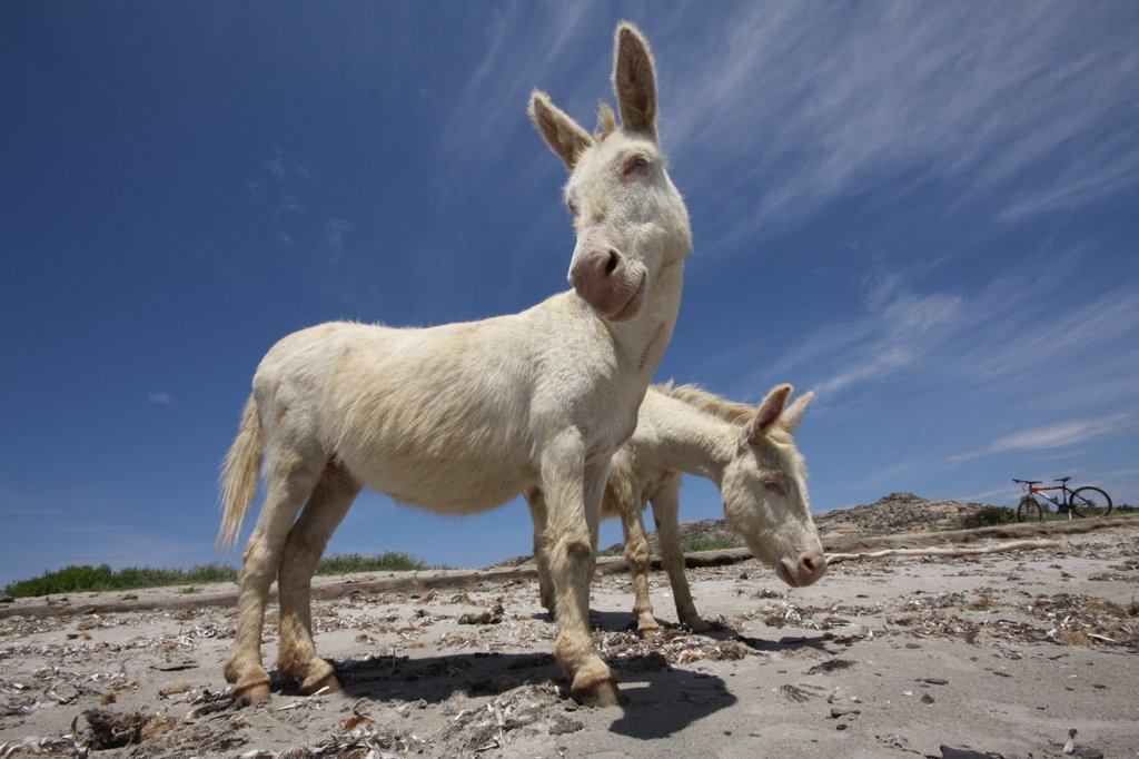 Il mistero e la bellezza degli iconici asini bianchi dell’Asinara: origine genetica, caratteristiche e curiosità di una specie unica al mondo protetta in Sardegna