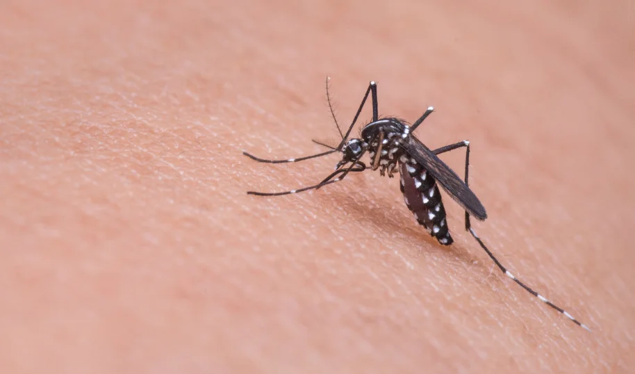 Febbre del Nilo, primo decesso nel Medio Campidano: morta un’anziana di San Gavino risultata positiva al virus