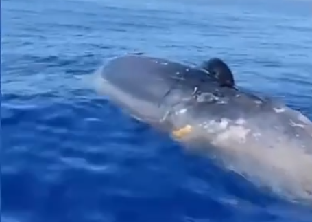 Capo Comino, capodoglio trovato morto in mare: impressionante avvistamento al largo