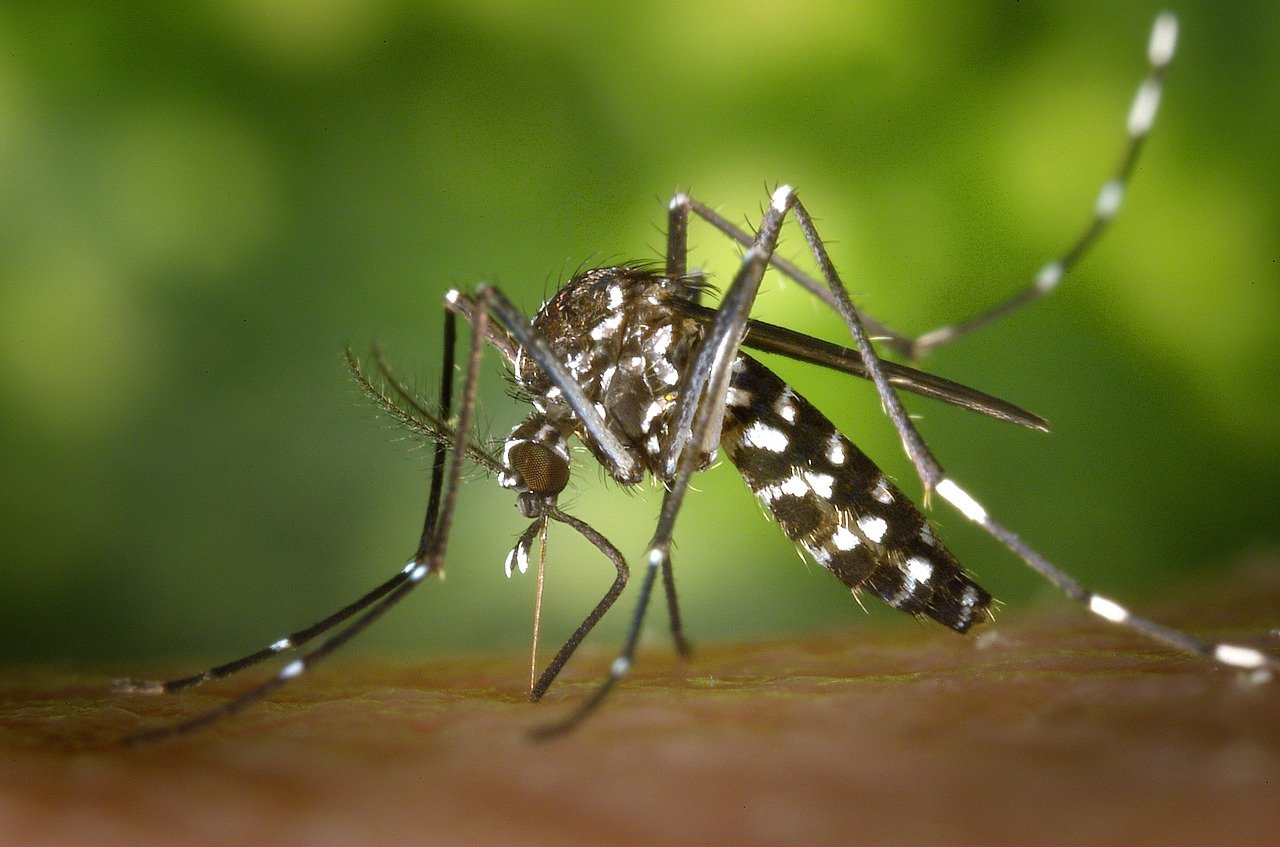 West Nile in Sardegna: morto un ultrasettantenne nell’Oristanese, è la quinta vittima dell’epidemia