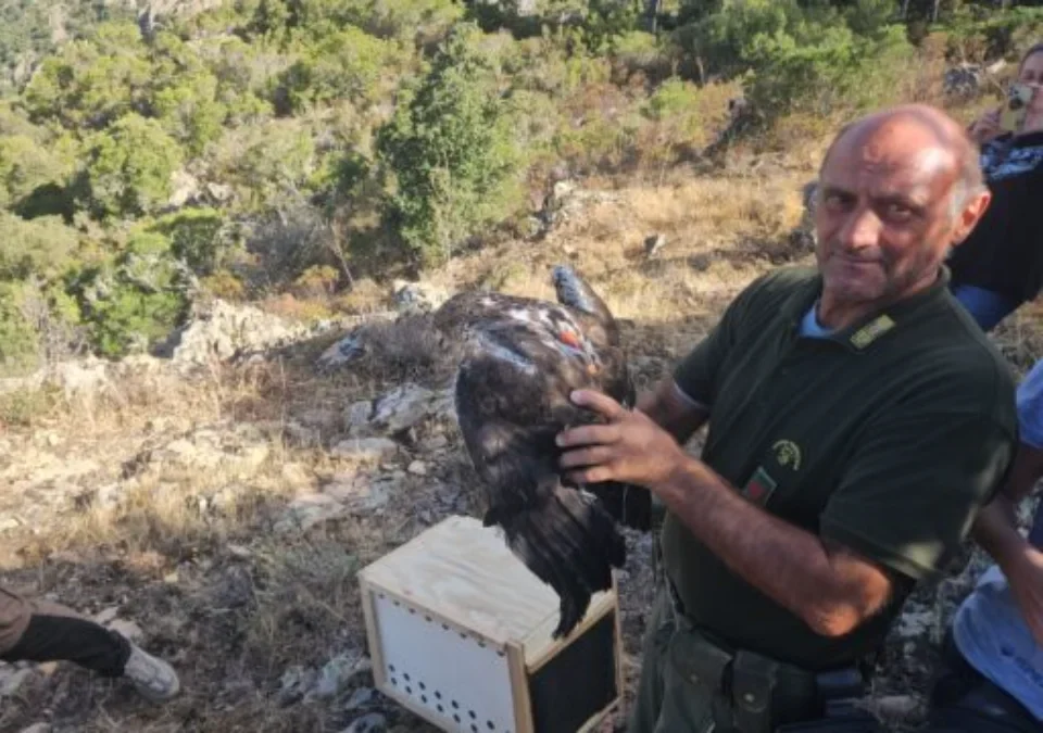 Sette aquile di Bonelli a Bitti: continua il progetto per riportare la specie in Sardegna