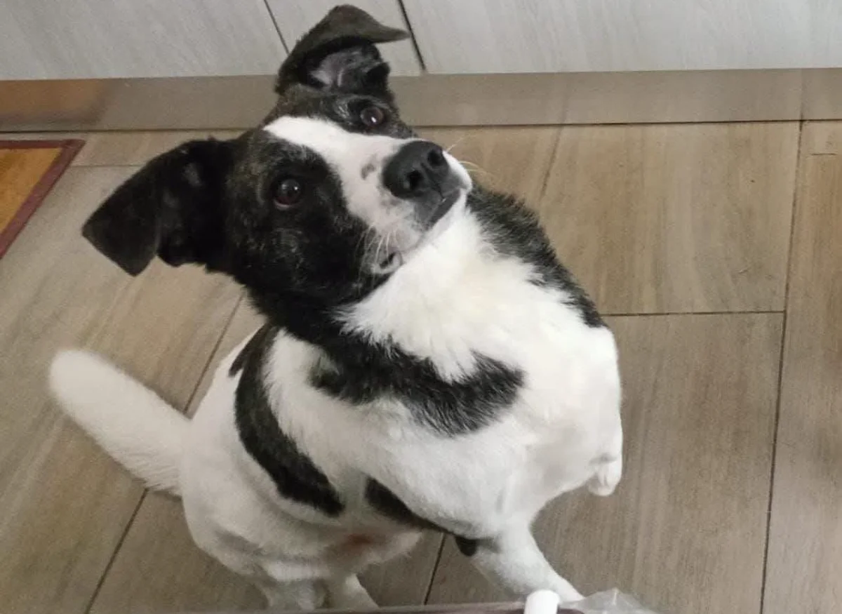 Luce, meravigliosa e dolcissima cagnolina tripode, aspetta la sua adozione del cuore