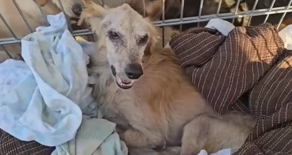 «Le sue condizioni fisiche sono strazianti, ma il suo sguardo toglie il respiro». Papillon, il cane quasi morto