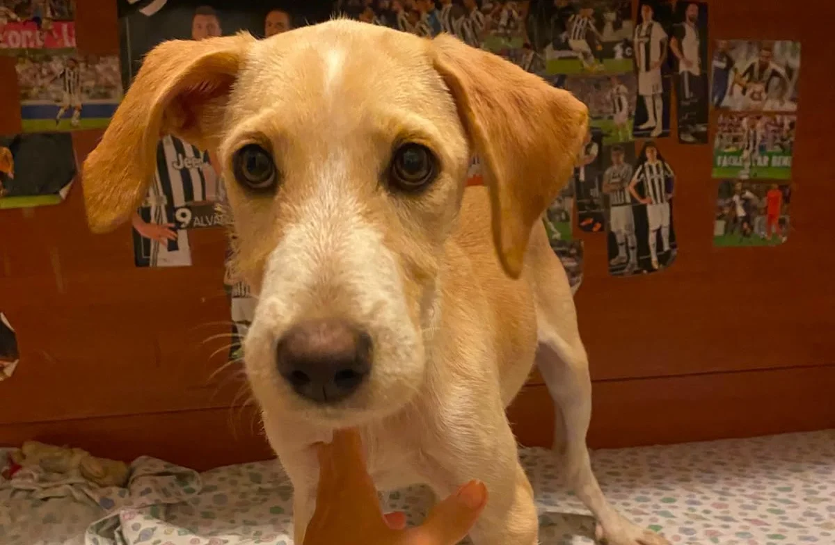 Abbandonata in un’area cani a Cagliari: cucciola di 4 mesi cerca casa con urgenza