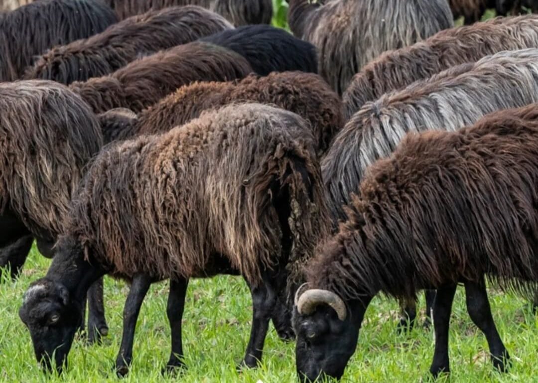 L’oro nero della Medio Campidano: la rinascita identitaria e la maestria casearia della pecora nera di Arbus