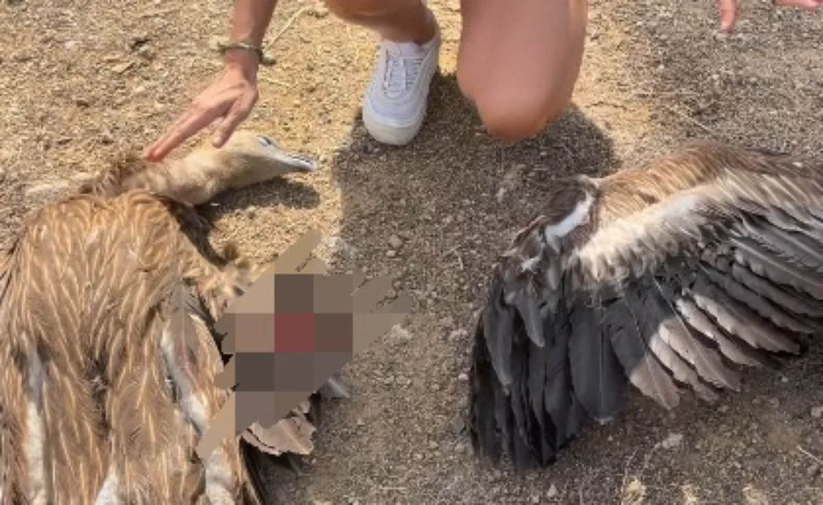 Ucciso da una pala eolica che gli ha tranciato l’ala: la triste fine di un grifone sul Monte Grighine
