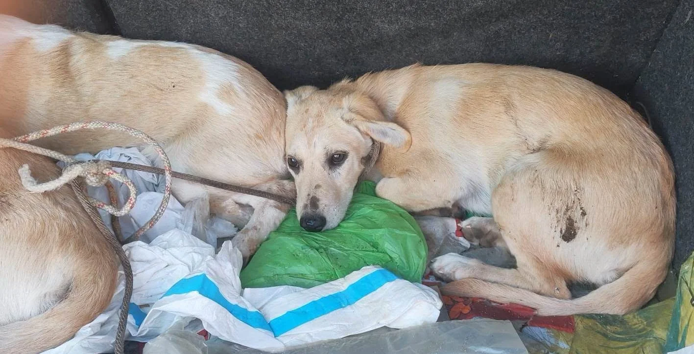 Orrore a Olbia: tre cucciole legate al guardrail senza acqua né cibo. “Non è abbandono, è tentato omicidio”