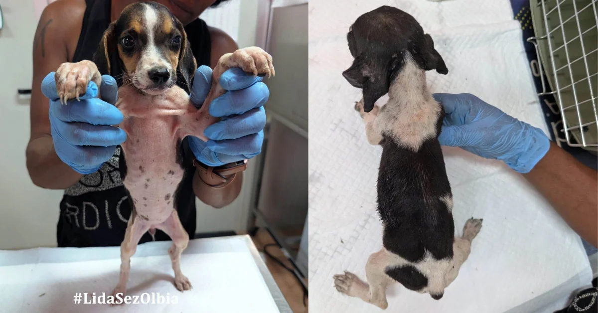 Cinque piccoli scheletri viventi salvati a un passo dalla fine a Olbia: «Se sterilizzare è “contro natura”, questo cos’è?»