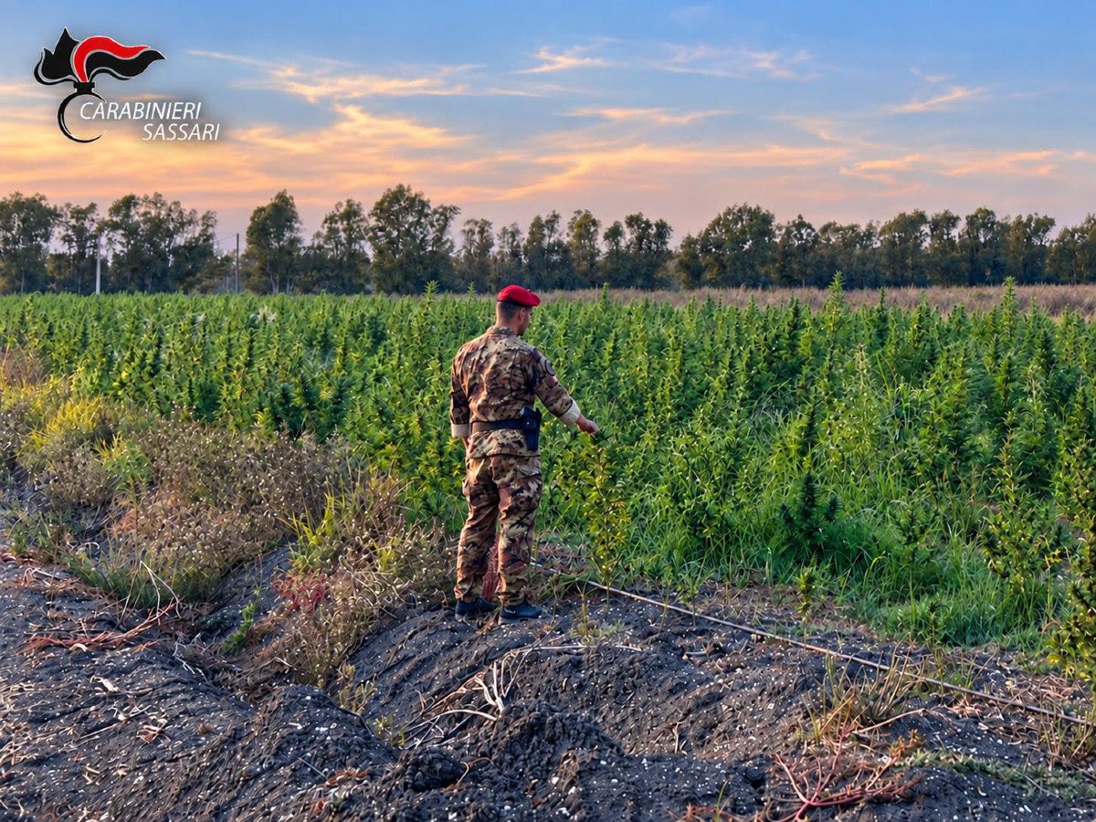Blitz antidroga in Gallura: scoperta maxi-coltivazione di cannabis a Loiri Porto San Paolo, quattro arresti tra Olbia e il Nuorese