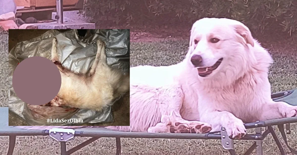 Olbia, cane ucciso a fucilate: sequestrate tutte le armi al cacciatore, sospesa la licenza