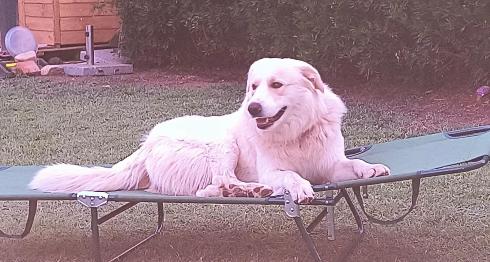 Il caso Zeus non è isolato: «Nelle campagne sarde si spara ai cani». Scatta la battaglia per la giustizia