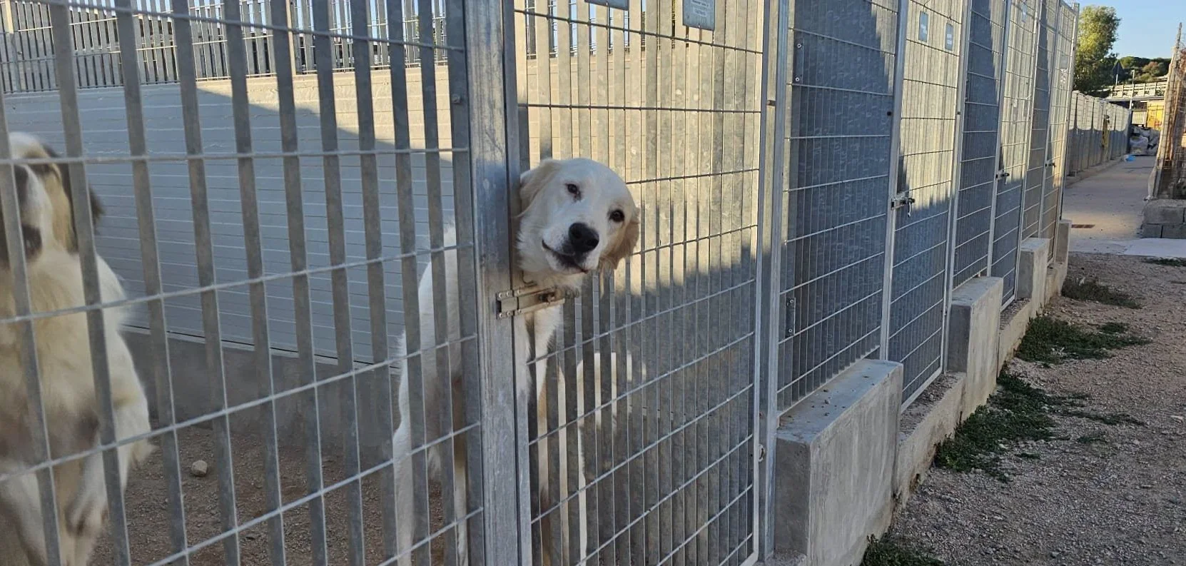 «Guardatelo negli occhi, quel cane dietro le sbarre»: il grido di Cosetta Prontu contro la sofferenza nei canili