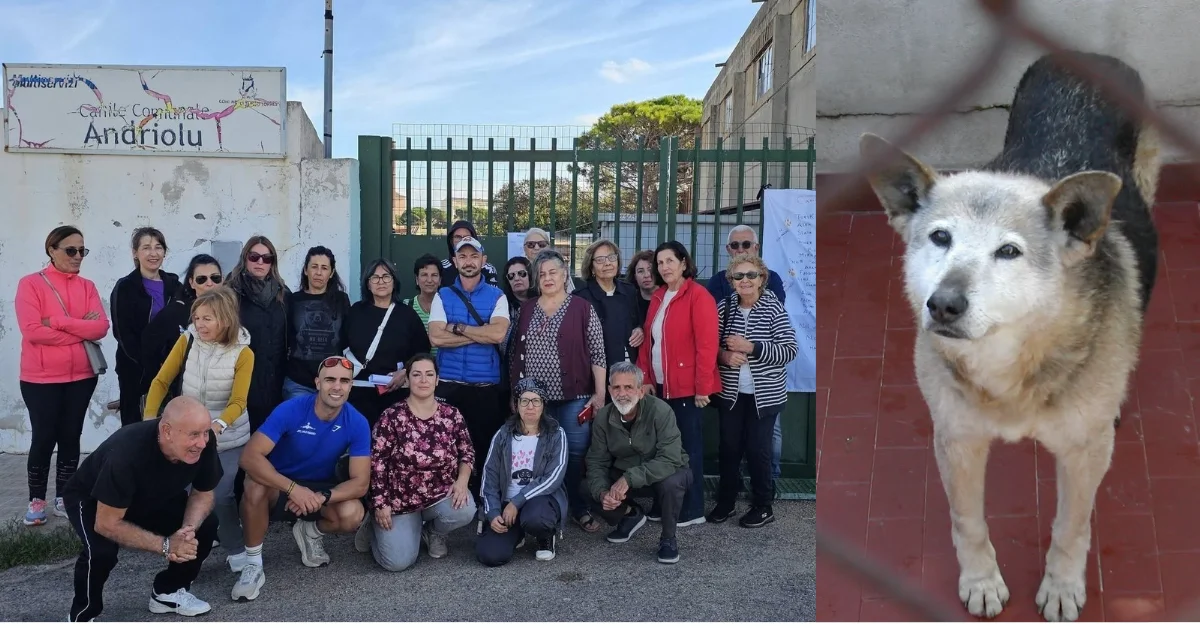 Emergenza al canile di Porto Torres, 72 cani rischiano il trasferimento: il trauma compromette le adozioni
