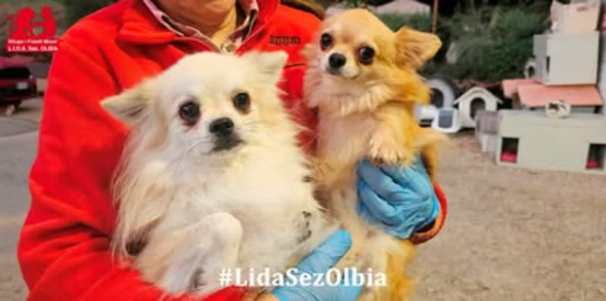 Anche i cani di razza vengono abbandonati: si cerca adozione di coppia per Rocky e Skippy, inseparabili