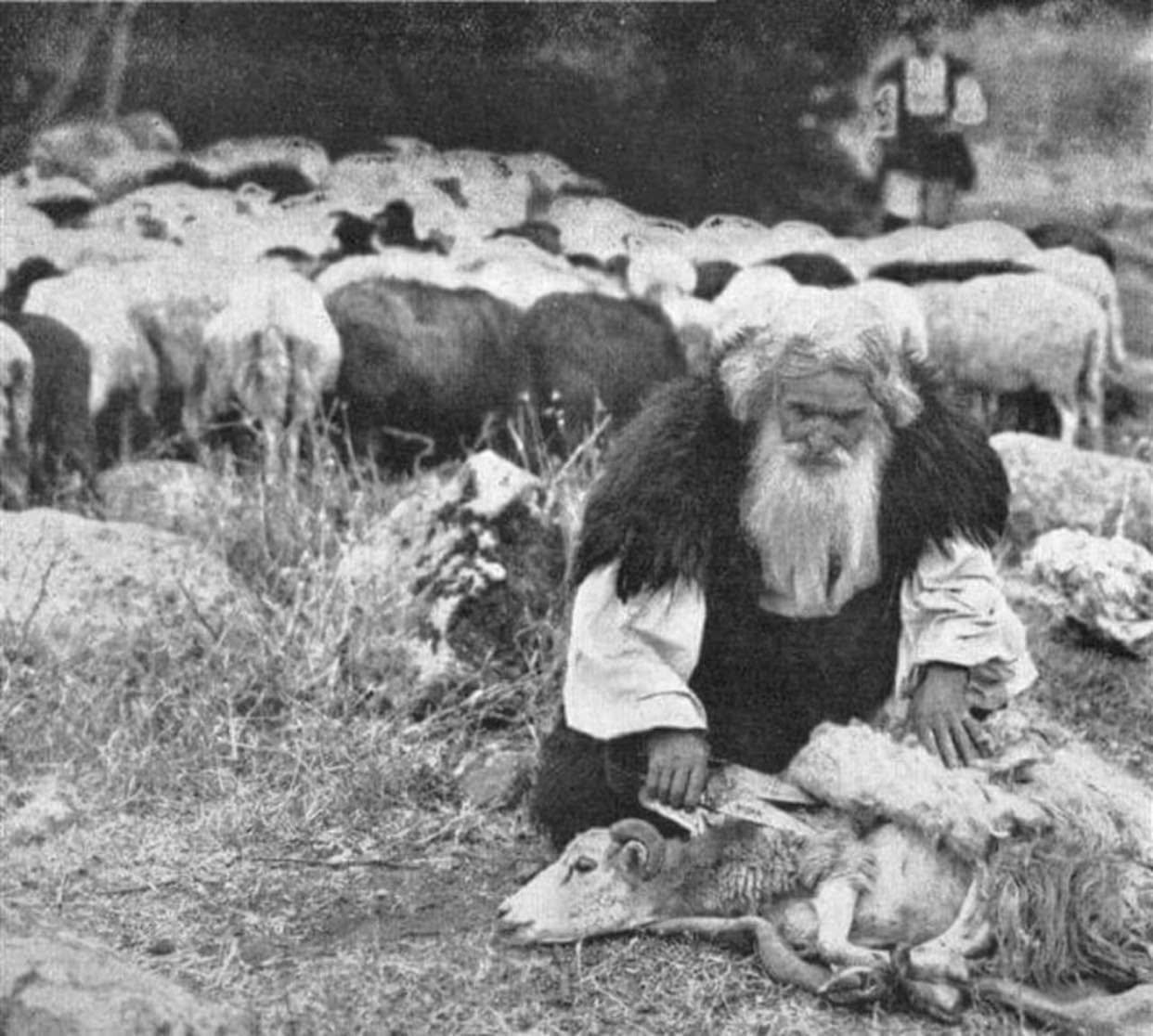 Il rito millenario de sa tundimenta: la festa pastorale che unisce lavoro e identità dell’Isola