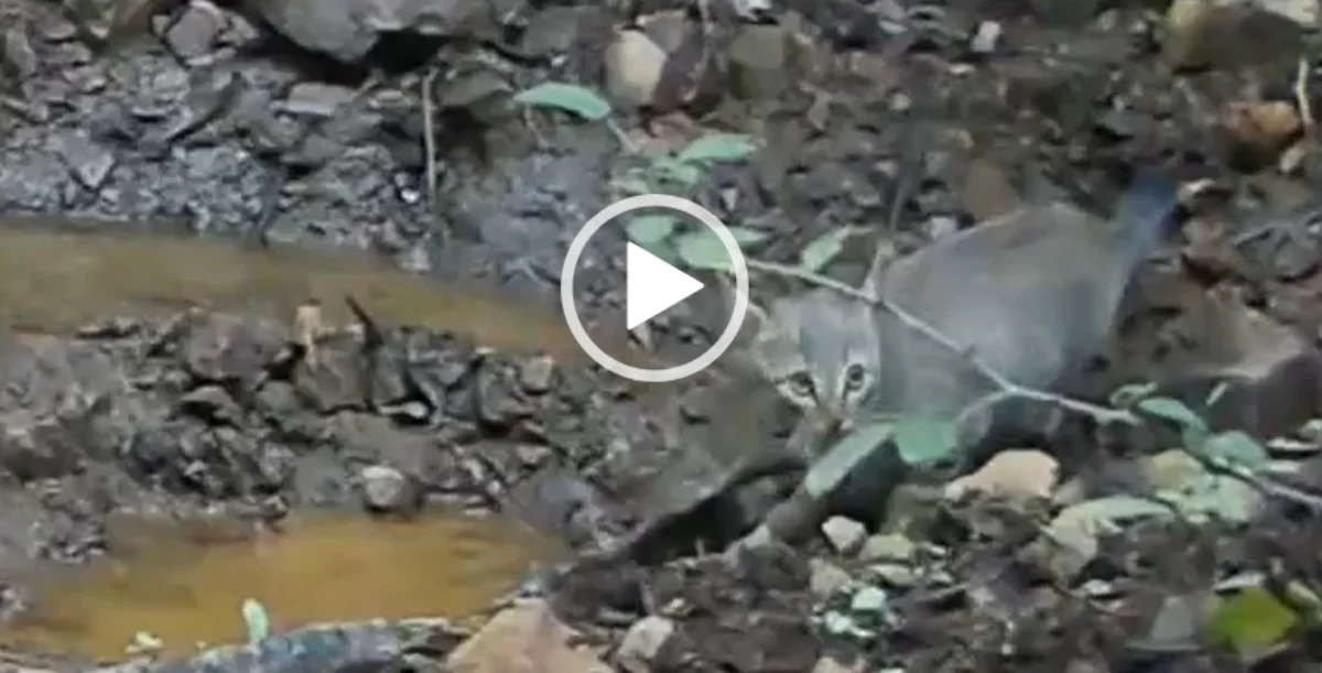 Gatto selvatico sardo, incontro da favola a Monte Arcosu: mamma e due cuccioli immortalati in un video rarissimo